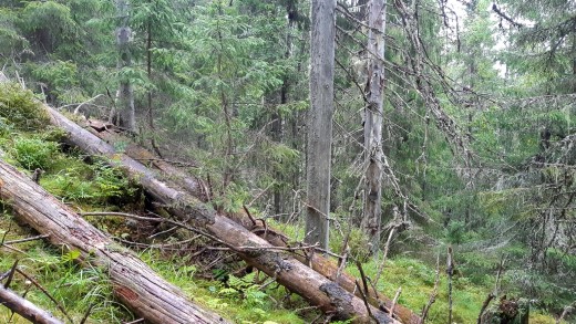 Stående og liggende død ved er viktige elementer i skogvernområdene, her fra Sæterberget naturreservat. Foto: Øivind Gammelmo, Biofokus