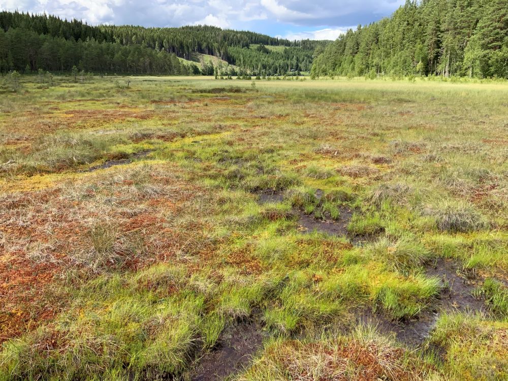 Deler av Gåsvikmyra