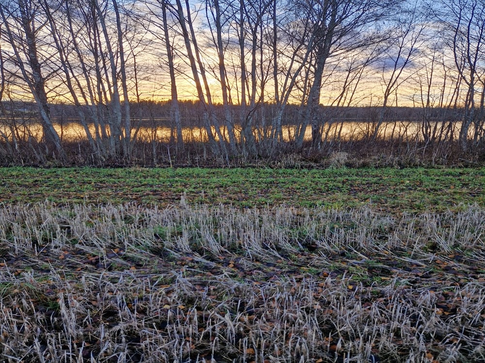 Grasdekt kantsone mot vann Foto: Thomas-Erik Smeby. Åker i stubb med kantsone som er grasdekt. Glissen skog og vann bak.