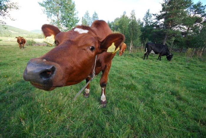 Ku på beite (Ivar Ødegård) Kyr på beite