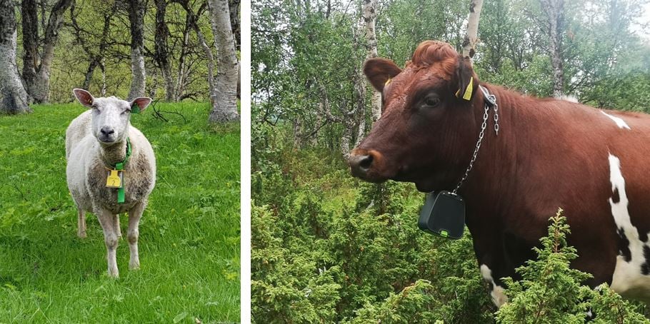 Foto: Jorunn Stubsjøen. To bilder av henholdsvis sau og ku ute på beite
