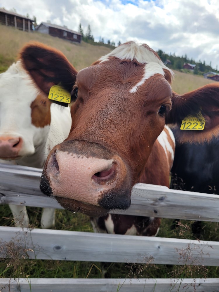 Nysgjerrig kvige på seterbeite Foto: Anne Berit Grasbakken. Nærbilde av hovudet på ei brun kvige som strekker seg over gjerdet mot fotografen