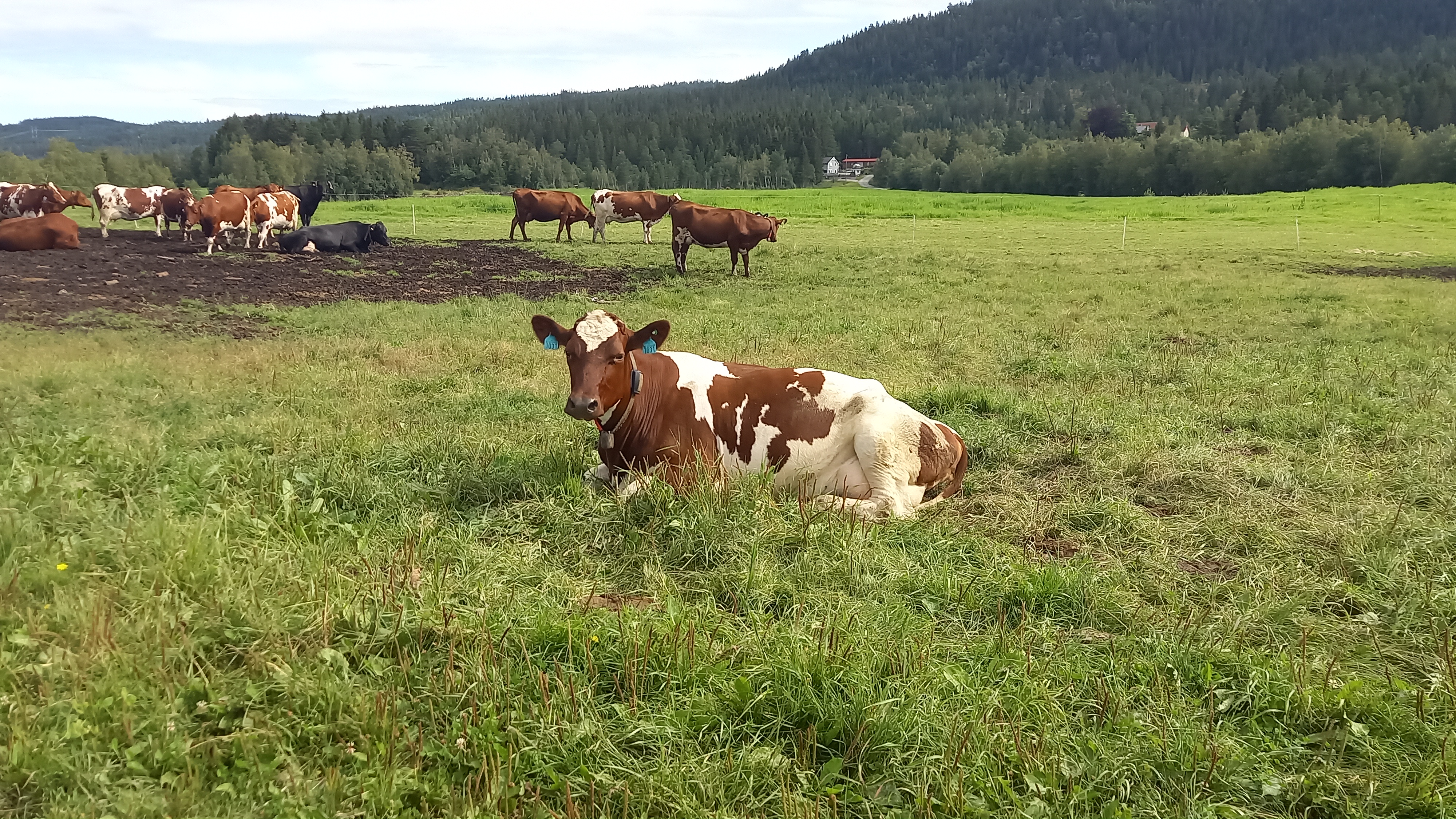Mjølkekyr på beite