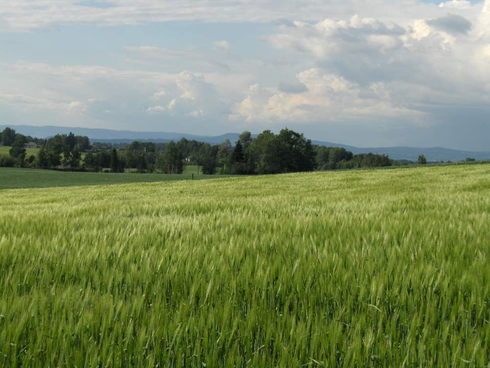 Kornåker