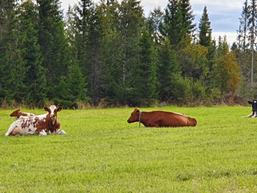 Kyr på beite