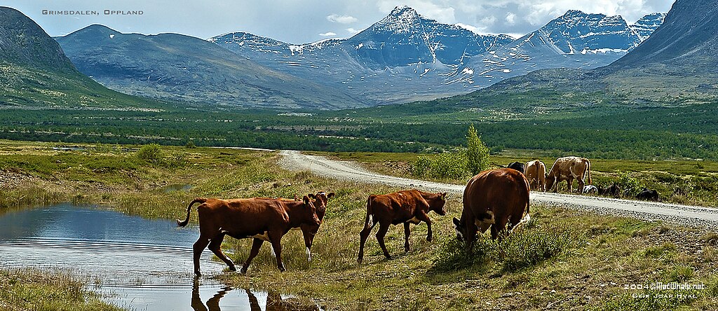 Beitende kyr er viktige for å opprettholde det åpne seterlandskapet i Grimsdalen Foto: Geir Johan Meli Hval. Kyr som beiter langs grusveg som går innover i en seterdal med høye fjell i bakgrunnen