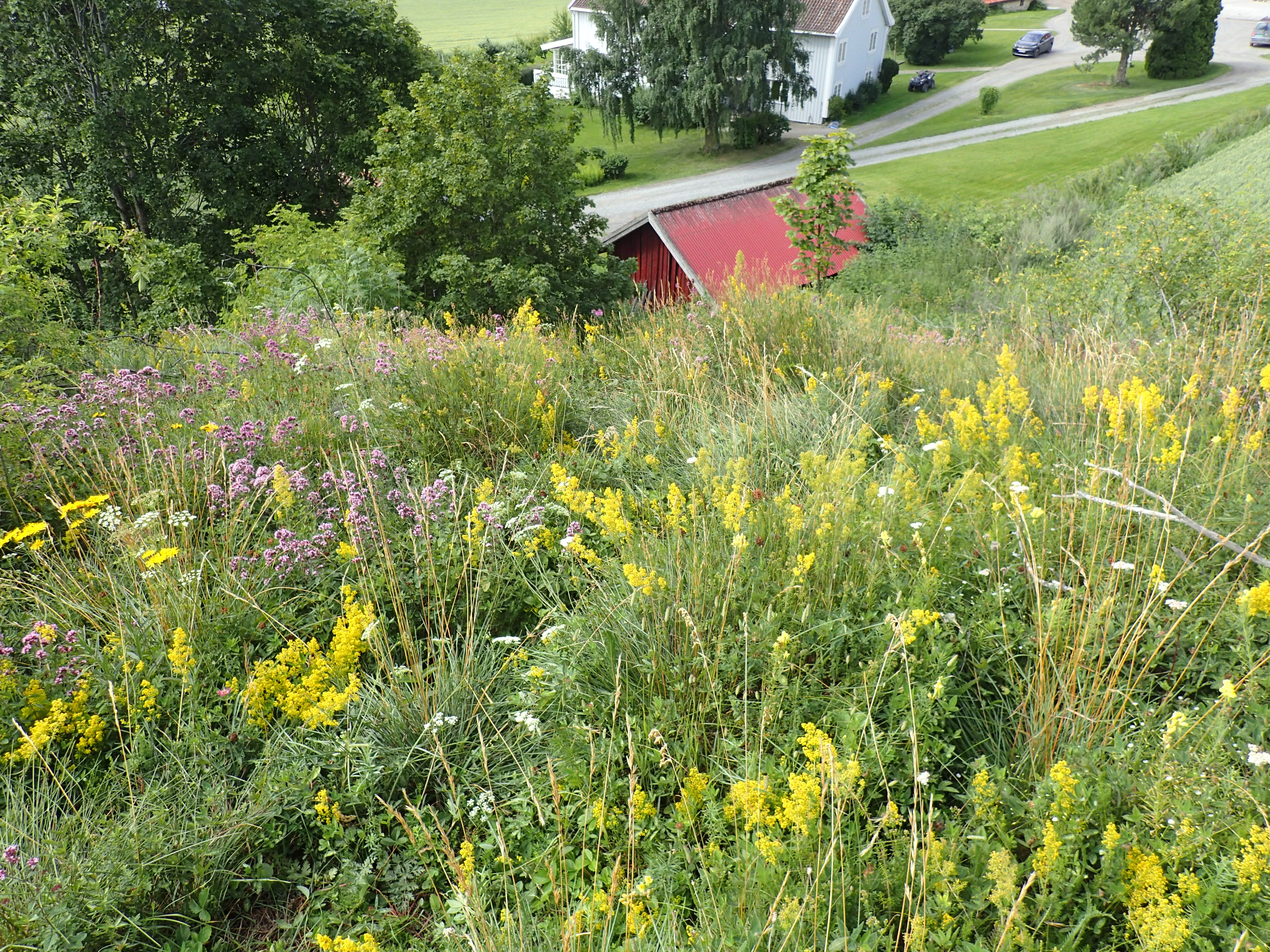 Blomsterprakt i jordbrukslandskapet Foto: Stig Horsberg. Blomstereng i forgrunnen med trær og litt av et gardstun i bakgrunnen