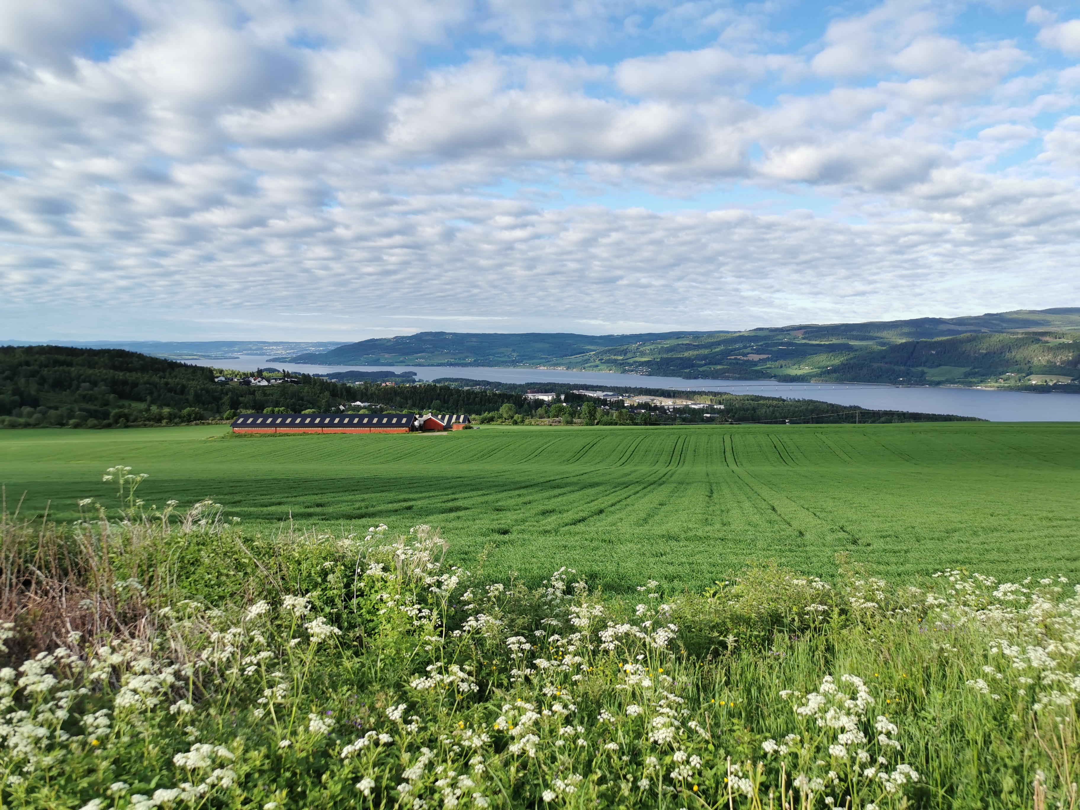 Kulturlandskap ved Mjøsa, utsikt fra Ring Foto: Stig Horsberg. Utsikt over jordbrukslandskap på Ring med grønne jorder og Mjøsa i bakgrunnen