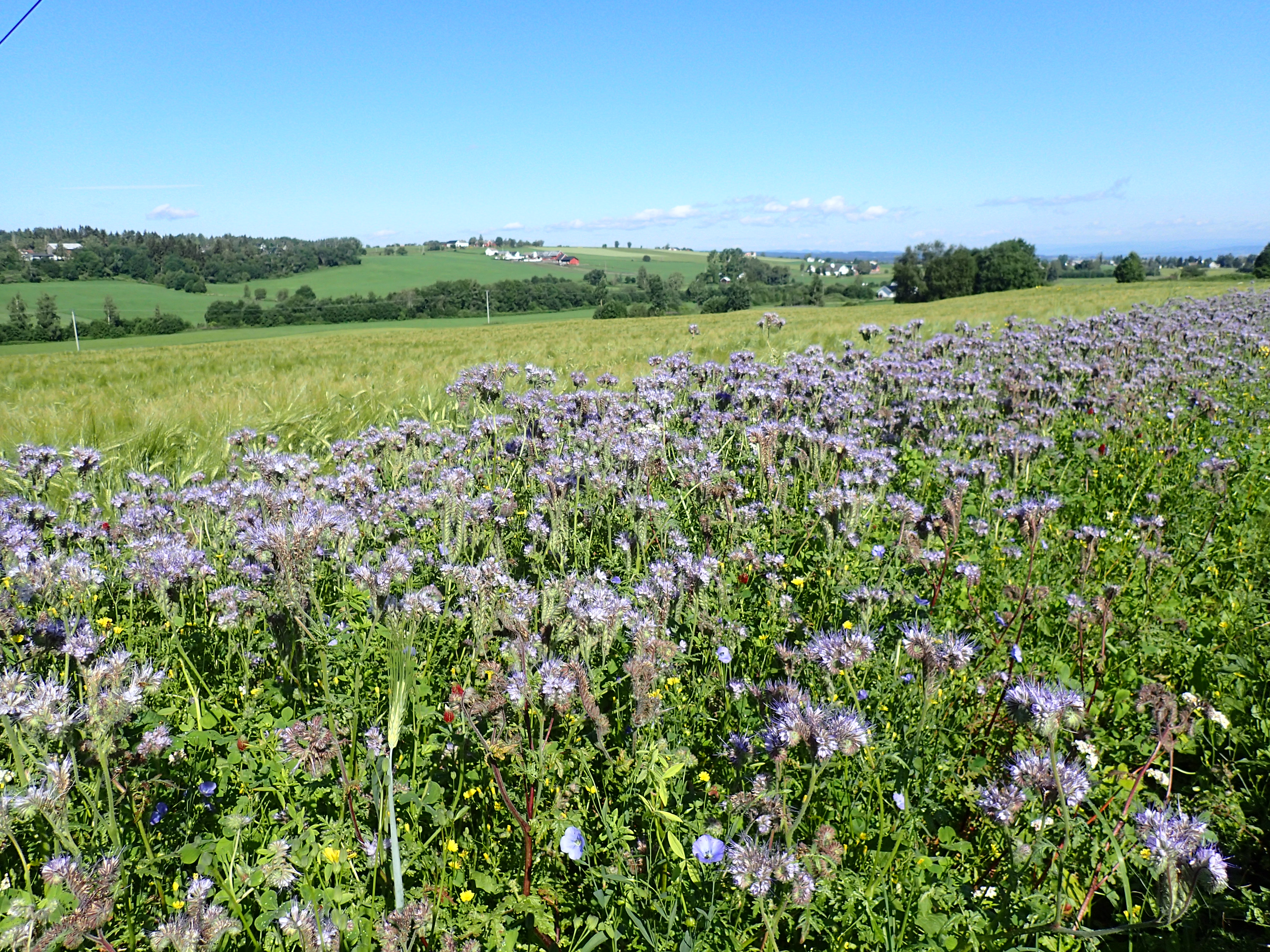 Sone med pollinatorvennlige planter sådd i åkerkanten Foto: Stig Horsberg. Åkerlandskap med honningurt og andre blomsterplanter i forgrunnen