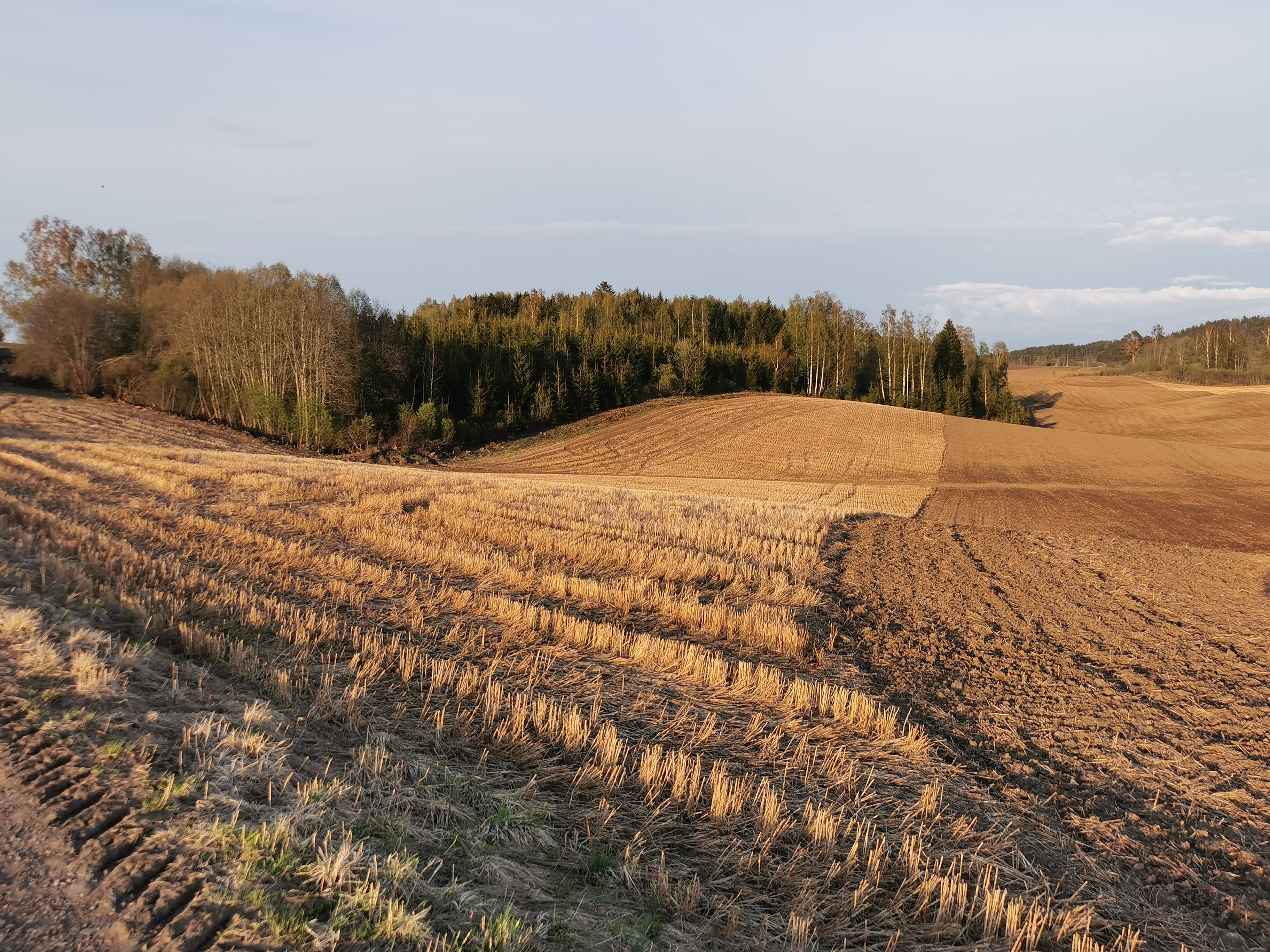 Vårpløying av fjorårets kornåker som har ligget i stubb over vinteren Foto: Stig Horsberg. Bølgende kornåker med halmstubber, delvis pløyd opp, og med skog i bakgrunnen
