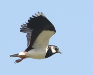 Ei vipe i flukt sett fra siden