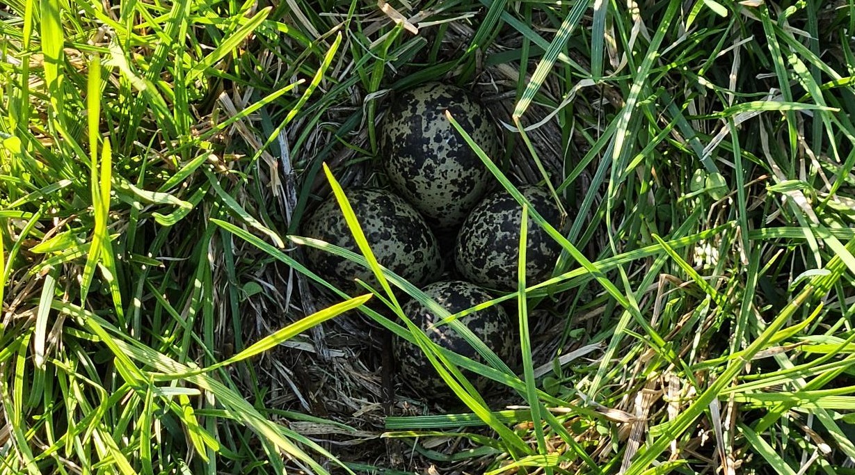 Reir med fire egg av vipe med gras rundt