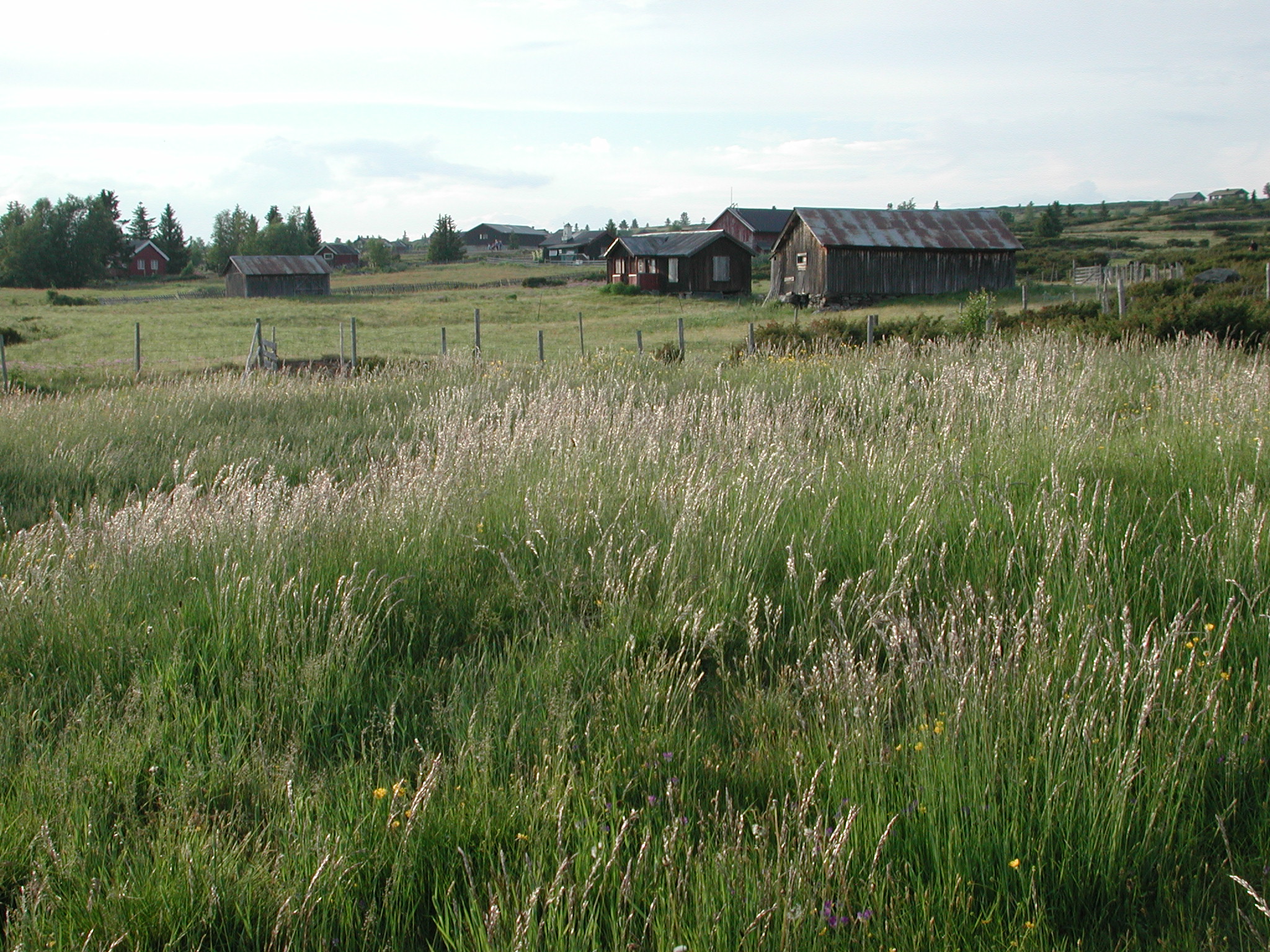 Fra stølsgrenda Tyrisholt Foto: Stig Horsberg. Samling av stølsbygninger med eng og beitemark rundt