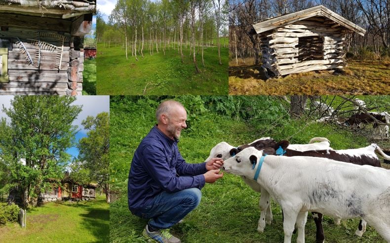 Foto: Jorunn Stubsjøen. Kollasj av flere bilder: Mann med kalver, utløe, beite, husvegg med rivehoder, seterhus