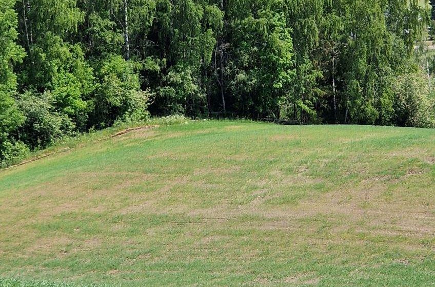 Tørkeskadet åker. Foto Statsforvalteren.