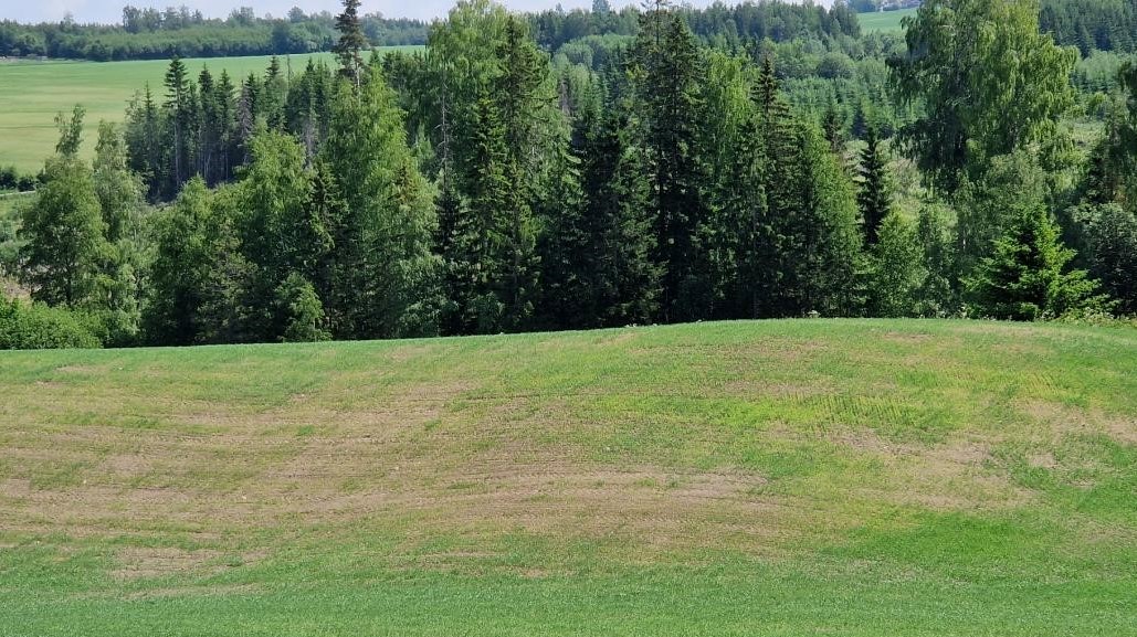 Tørkepreget kornåker