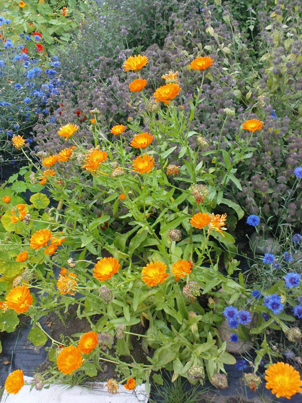 Dyrking av blomster og urter Foto: Anne Berit Grasbakken. Bed med ulike blomster og urter i mange farger