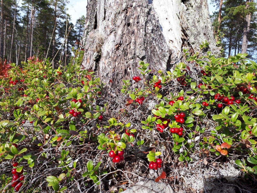 Tyttebær Foto: Anne Berit Grasbakken. Tyttebærlyng med bær rundt en gammel stubb
