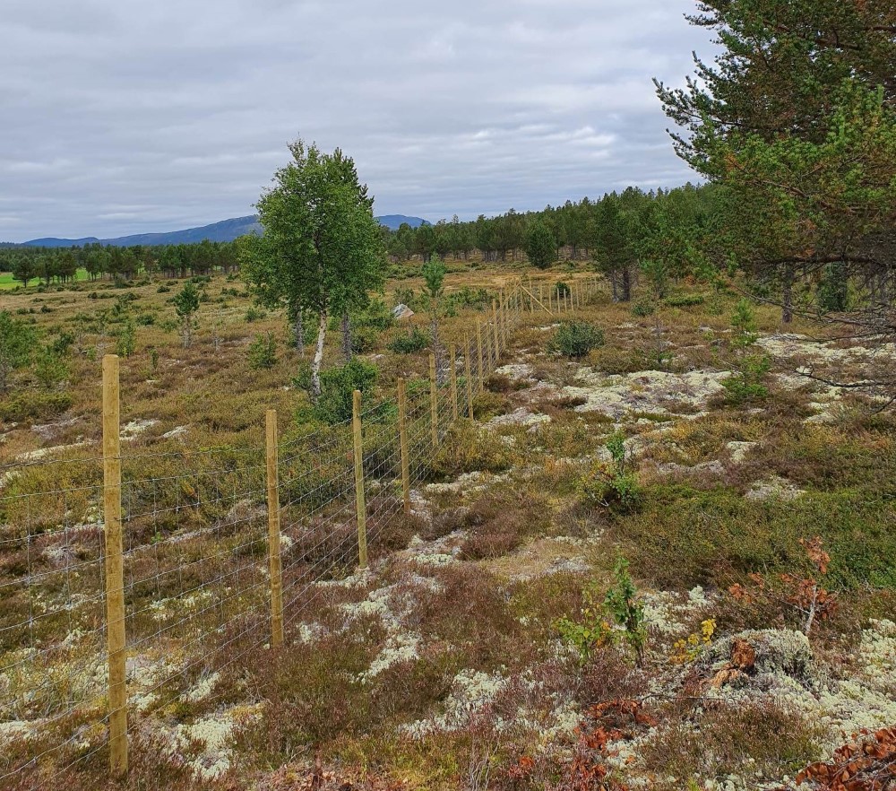 Sperregjerde for rein Foto: Simen Olafsen, Statsforvalteren i Trøndelag. Trådgjerde i utmark