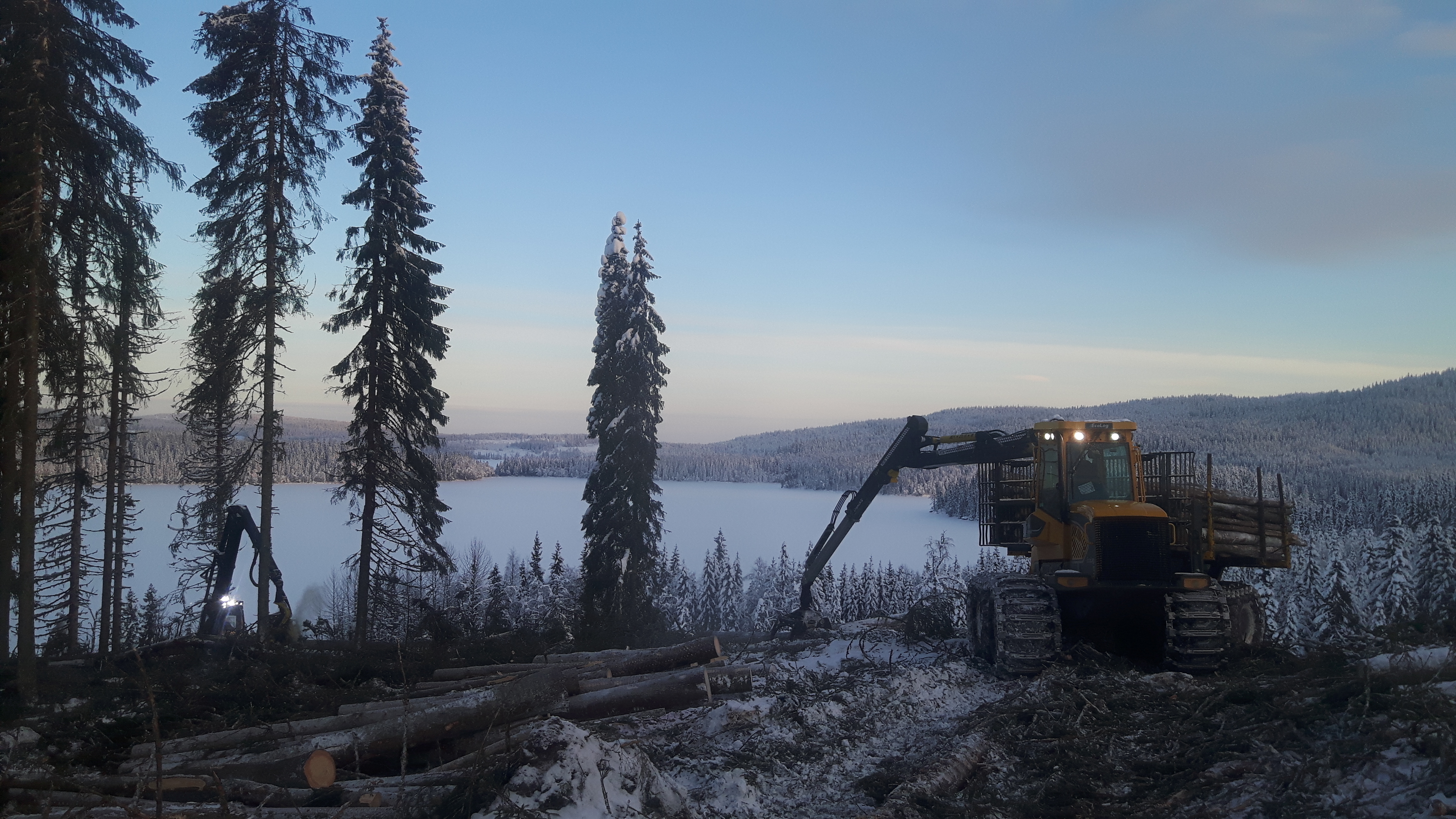 Arbeid i skog