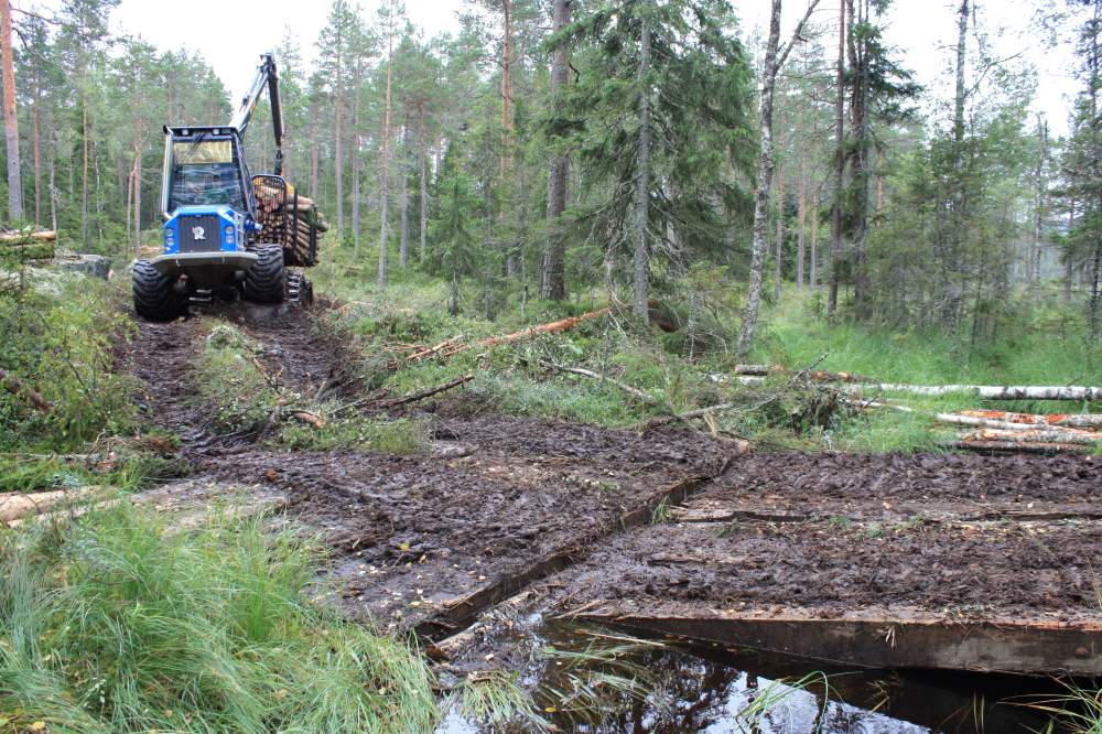 Foto: Tore Holaker. Masking ute i skog