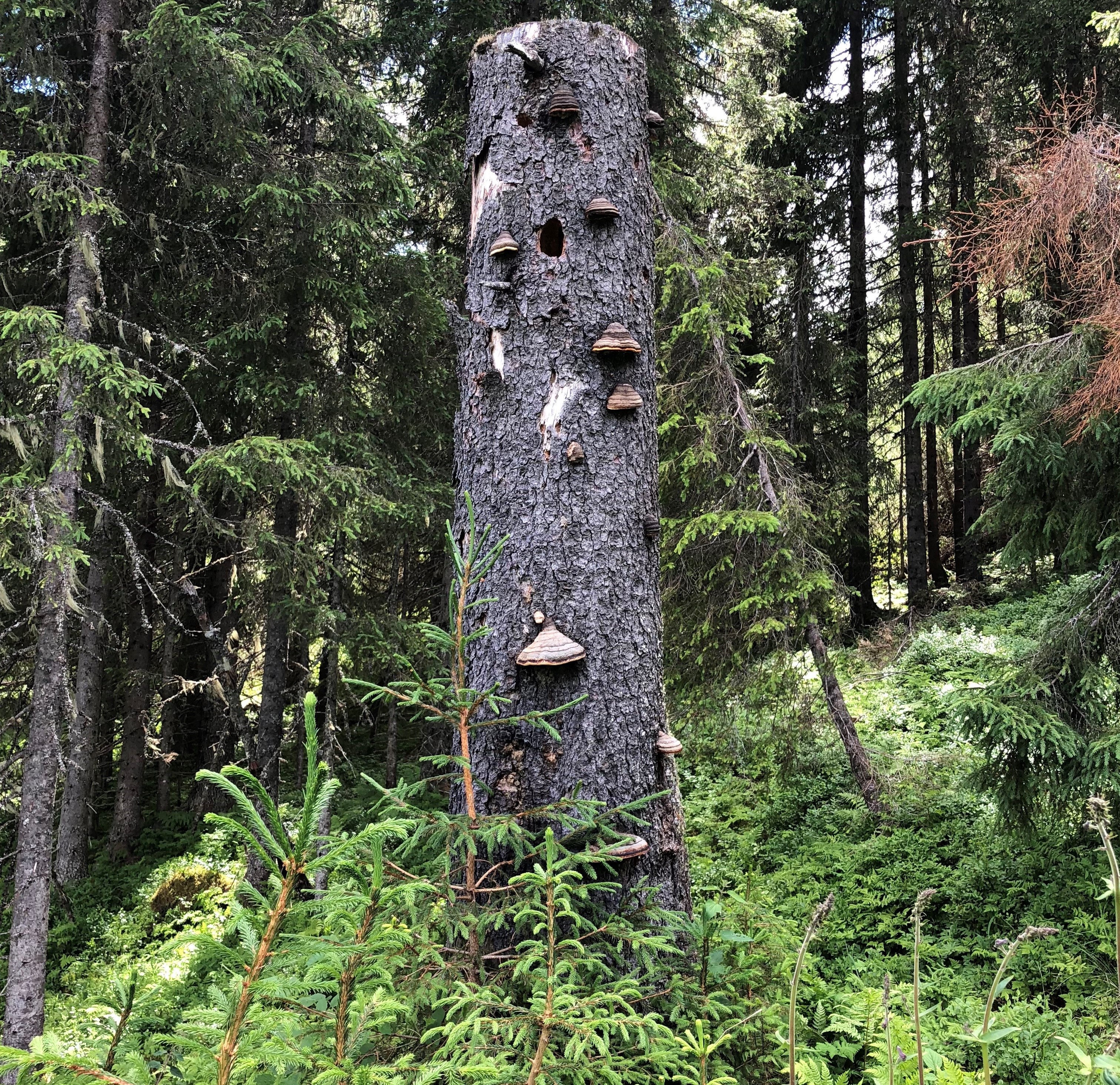 Gjensatt høystubbe som huser sopp som kjuker og er hus til blant annet hakkespetten, Foto: Mathis Lunde. Gjensatt høystubbe som huser sopp som kjuker og er hus til blant annet hakkespetten,