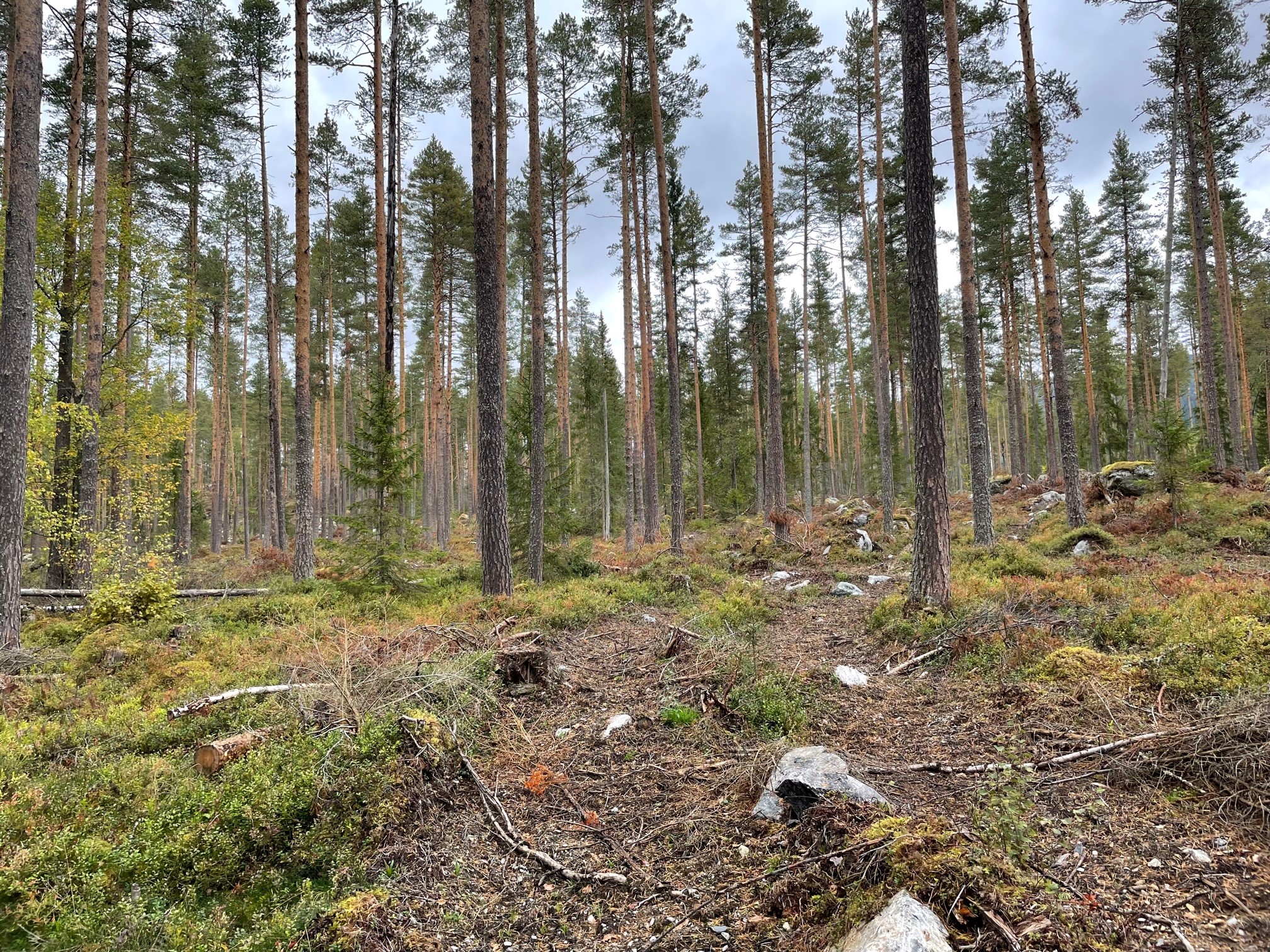 Foto: Mathis Lunde.