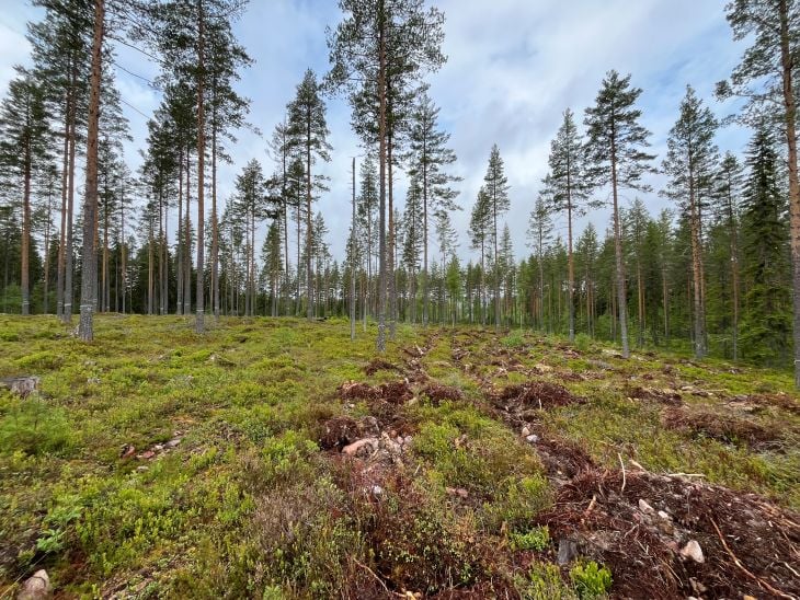 Markberedningsforsøk under furuskjerm