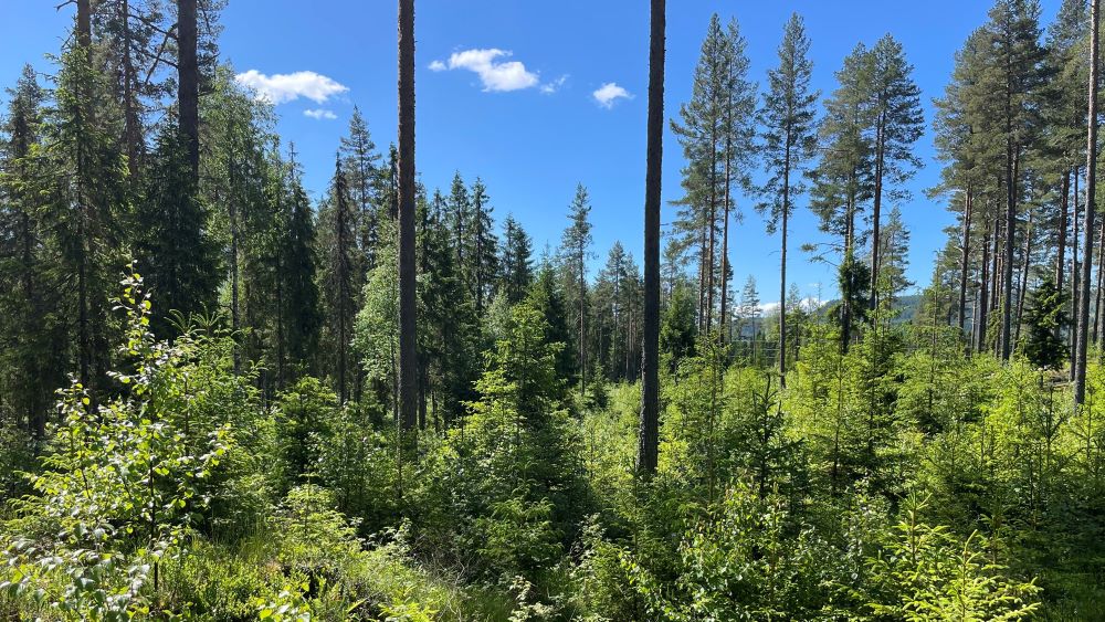 Foto: Mathis Lunde. Skog