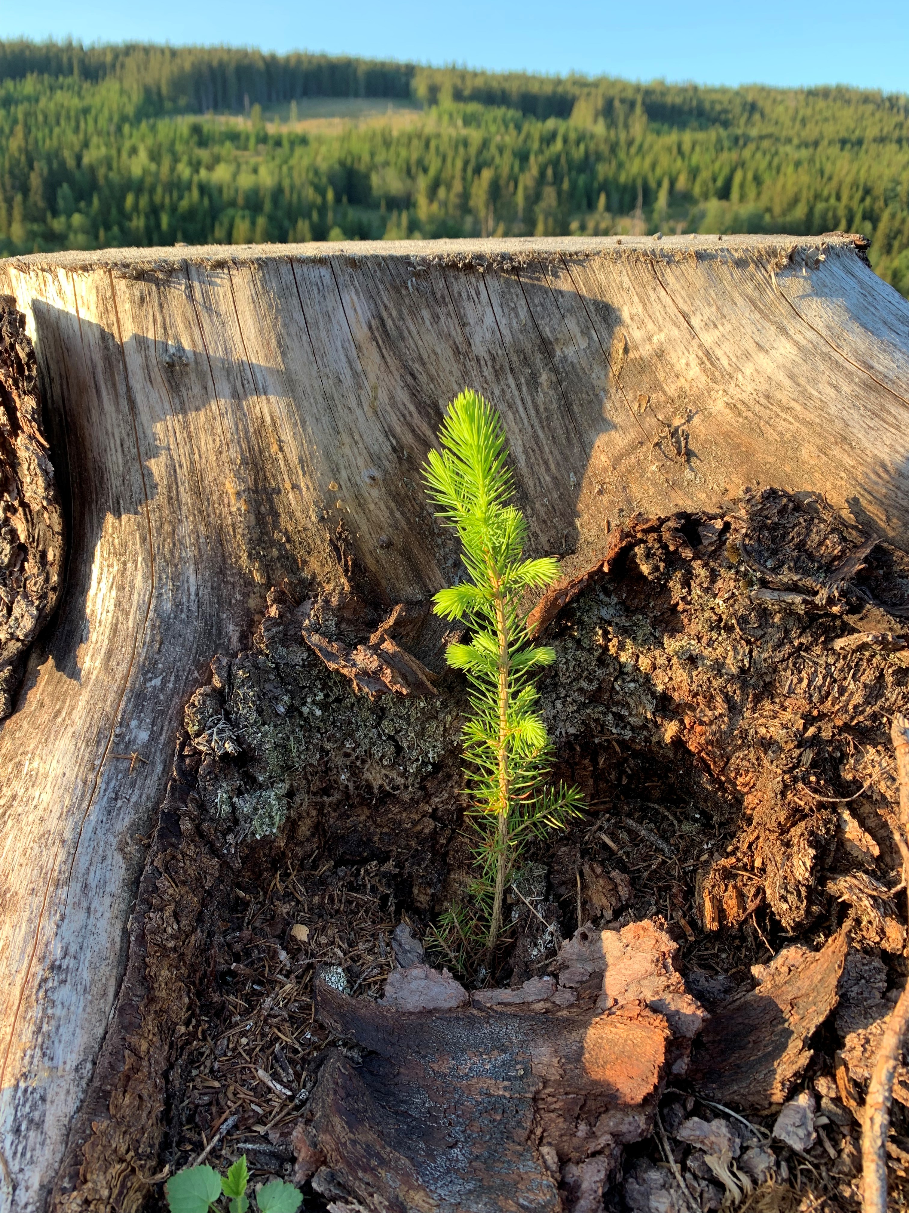 Foto: Mathis Lunde. Granplante plantet inntil stubbe