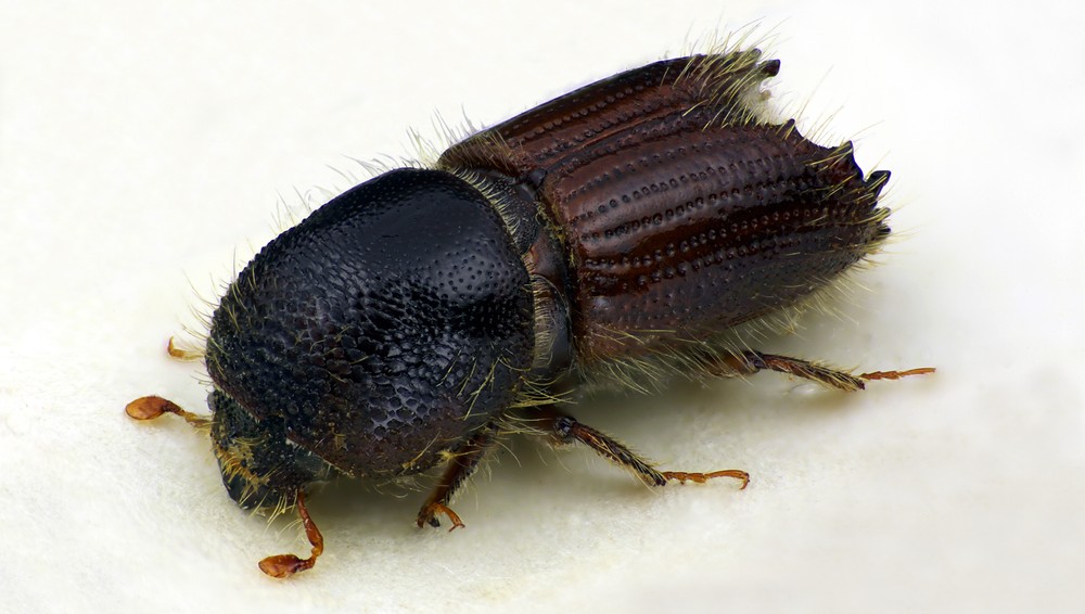 Foto: Karsten Sund, Naturhistorisk museum. Barkbille