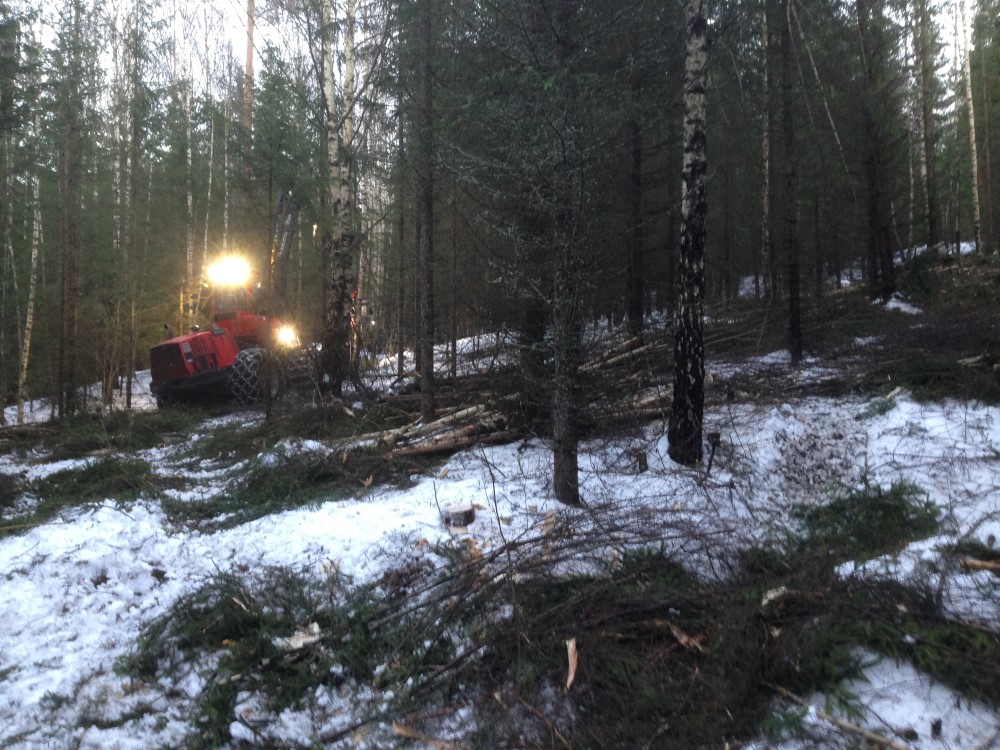 Tynning med uttak av biovirke. Foto: Torfinn Kringlebotn. Tynning med uttak av biovirke.