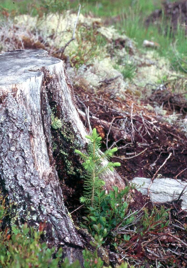 Plant et tre