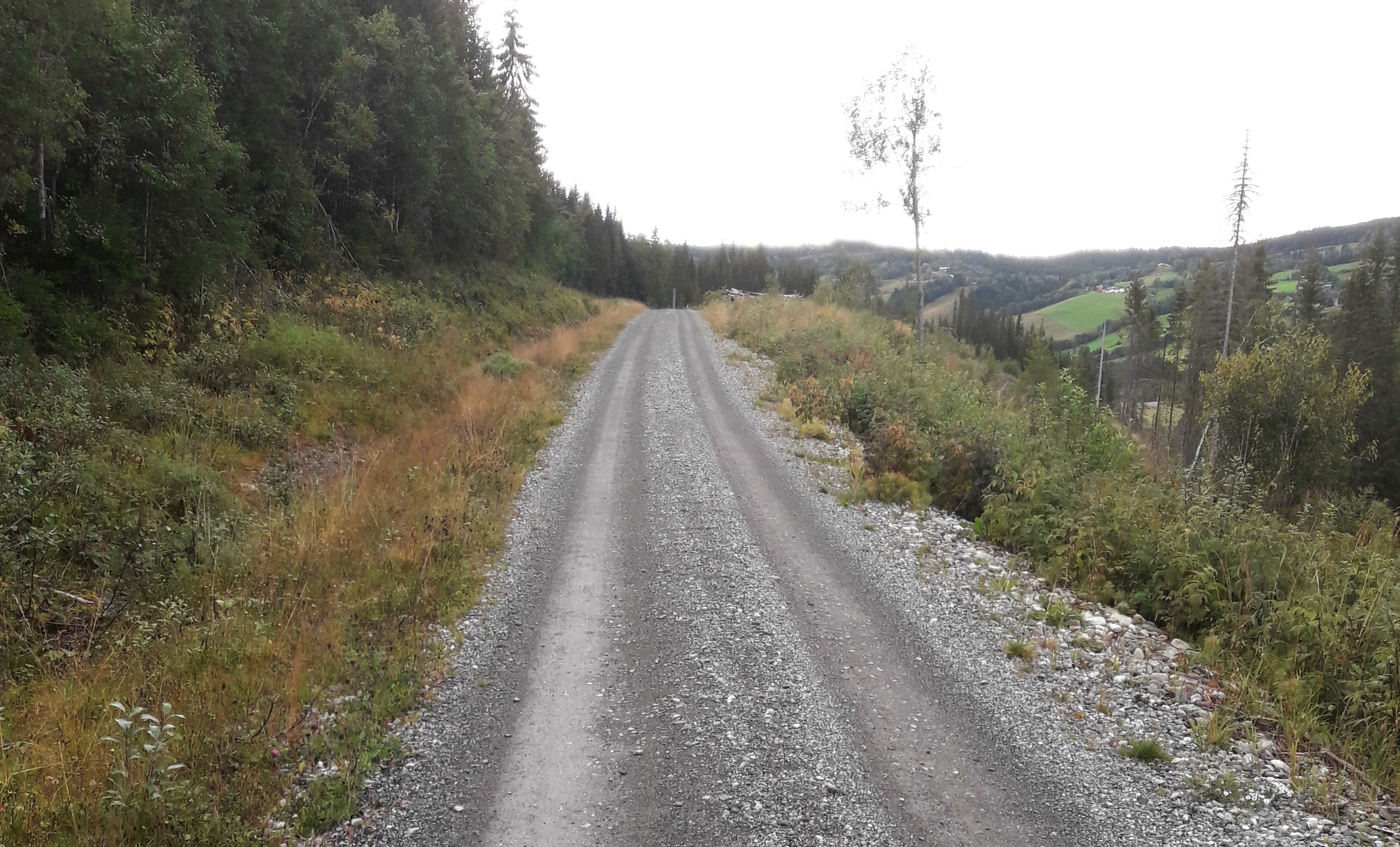 Skogsbilveg Foto: Carl Olav Holen. Bilde av en skogsbilveg