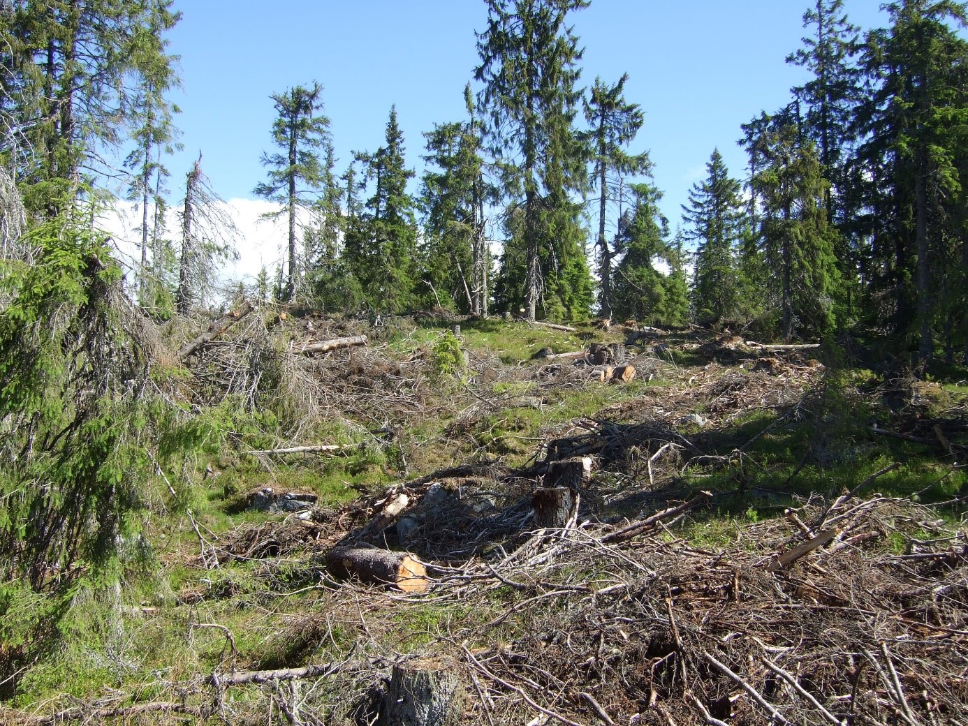 Foto: Statsforvalteren i Innlandet. Gjennomhogst i fjellskog