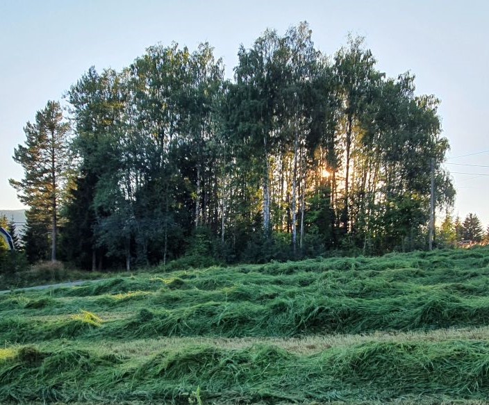 Grasslått