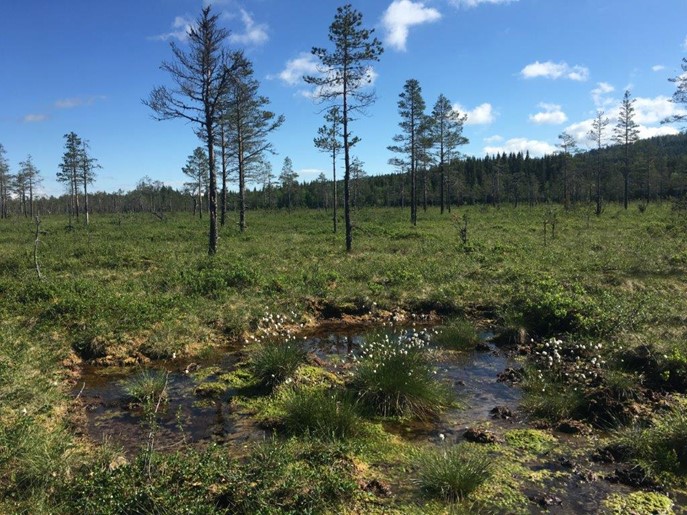 Foto: Kjølv Falklev. Foto av myr