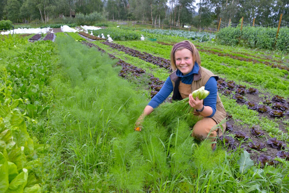 Grønnsaksfelt, også kalt markedshage, med ulike grønnsaker i rader. Ei kvinne sit midt i feltet og hasutar grønnsaker.