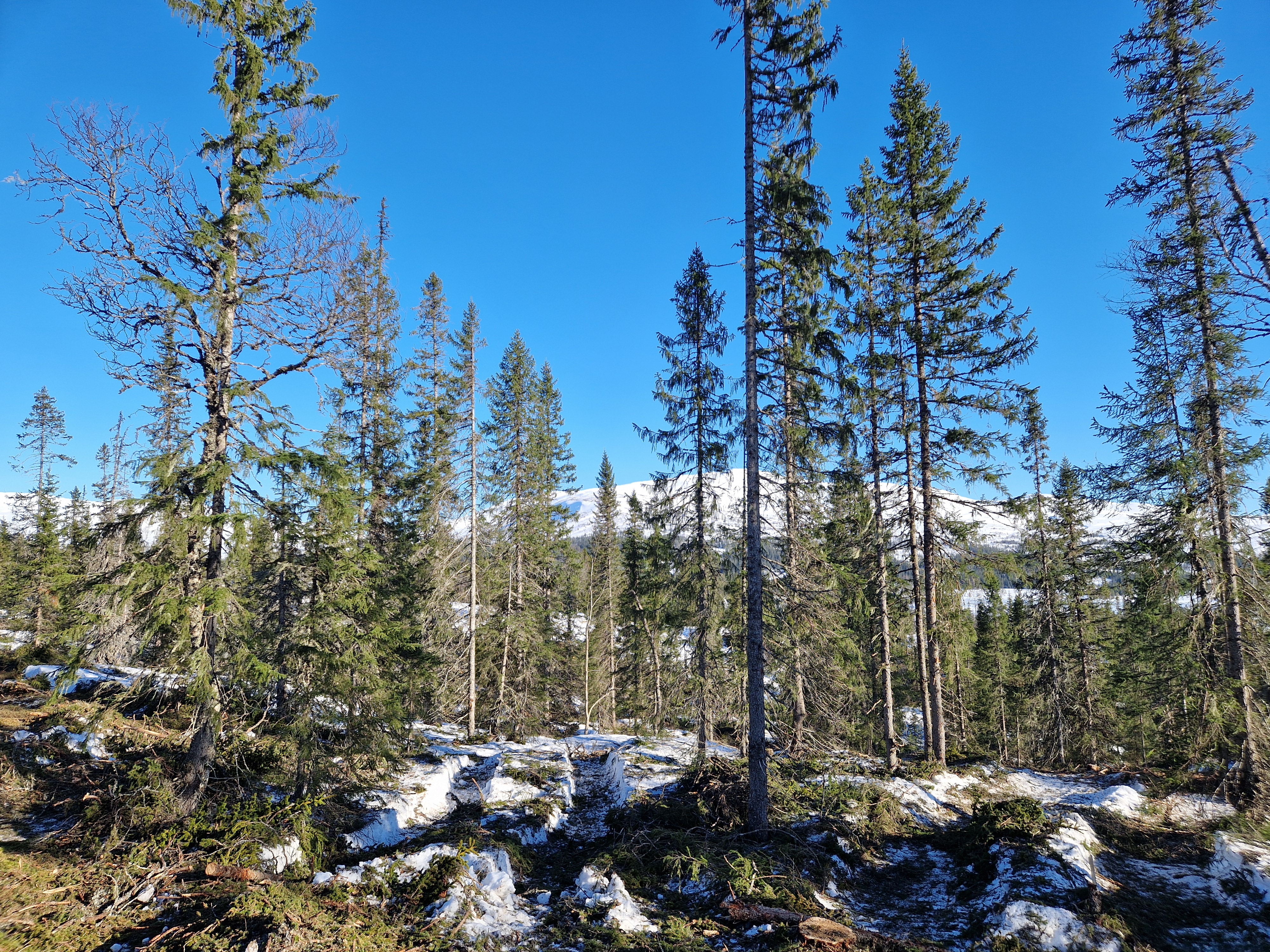 Foto: Rune Saursaunet , Statsforvalteren