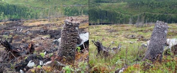 Lamellfiolkjuke er en taiga-art som finnes i gammel innlandsbarskog, særlig fjellgranskog. Den er registrert på ca. 160 lokaliteter i Norge, hvorav ca. 20 er i Trøndelag. Til venstre er fruktlegemet til et levende eksemplar i Selbu, fotografert på en fersk hogstflate i mai 2011. Hogsten har forringet leveområdet og i mai 2016 (til høyre) er fruktlegemet visnet/tørket inn. Foto Bjørn Rangbru