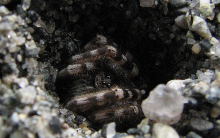 Stor elvebreddedderkopp lever på sandbanker stort sett langs Gaula og Orkla og er helt avhengig av at elvene ikke blir for nedbygd og flomsikret. Denne edderkoppen er sterkt trua. Foto: J.O. Gjershaug.