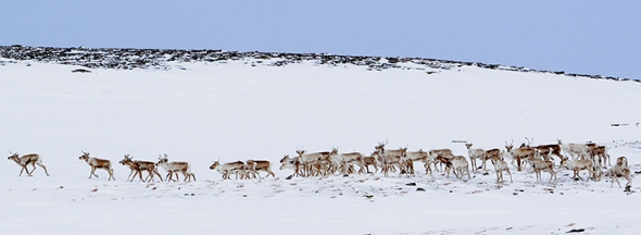 Villreinflokk på Snøhetta. Foto: Bjørn Rangbru