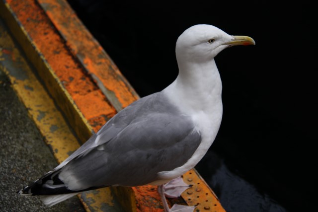 Gråmåke. 