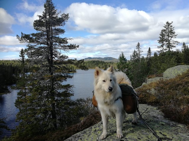 Bilde av hund som går i bånd 