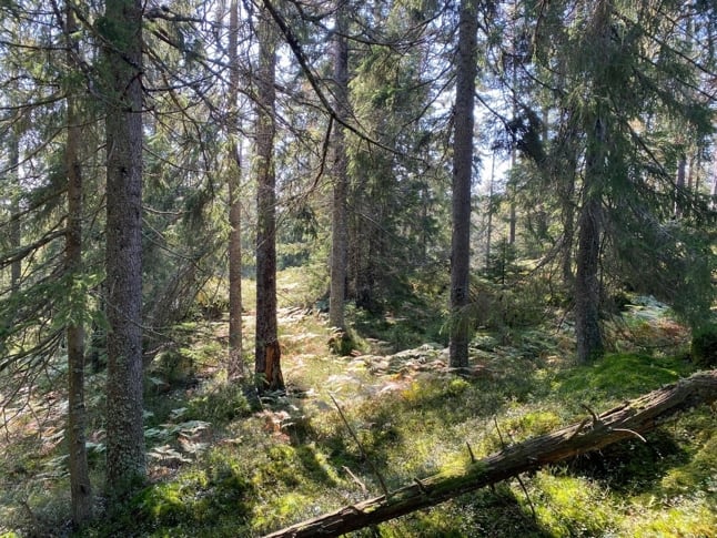 Blindevann: Gammel granskog i Hellumåsen.       