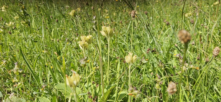 Bilde av Marianøkleblom (rødlistet som sårbar) i en artsrik slåtteeng med blant annet småengkall, her fra naturreservatet på sørvestsiden av Bastøy. Foto.