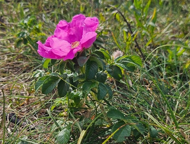 Rynkerose. 